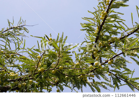 Phyllanthus emblica tree with fruits (Indian Gooseberry, Amla) 112661446