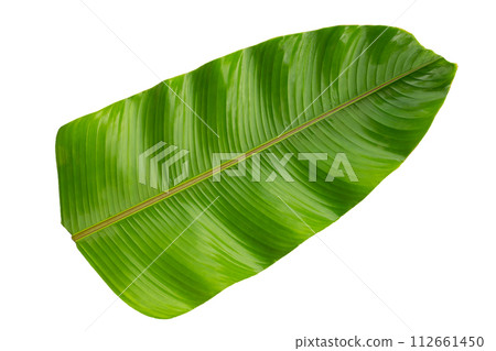Heliconia leaves on white background. 112661450