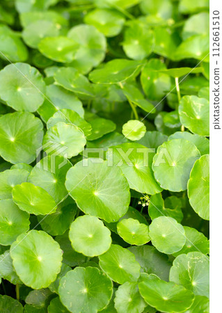 Centella asiatica (gotu kola). Fresh green leaves herb background. 112661510
