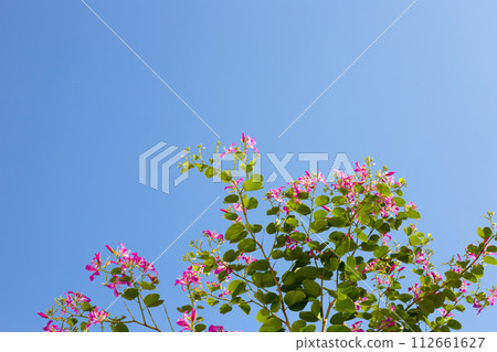 Bauhinia purpurea tree with pink flower 112661627