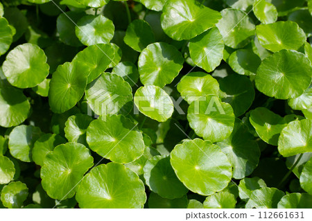 Centella asiatica (gotu kola). Fresh green leaves herb background. 112661631