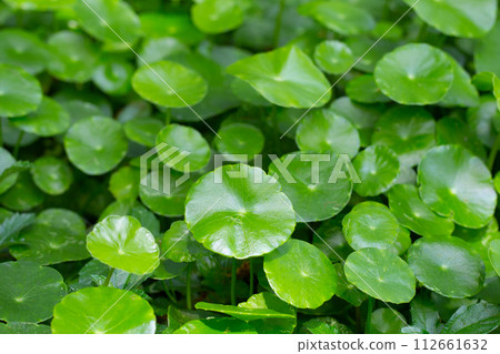 Centella asiatica (gotu kola). Fresh green leaves herb background. 112661632