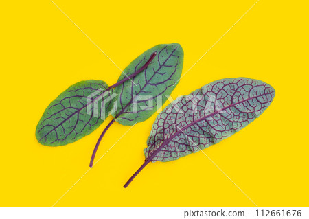 Red-veined sorrel on yellow background. 112661676