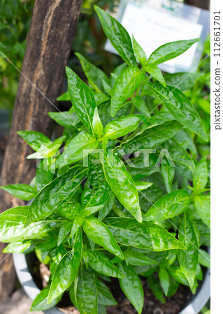 Andrographis paniculata plant in the garden Andrographis paniculata plant in the garden 112661701