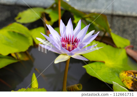 Beautiful water lily. Lotus flower with green leaves Beautiful water lily. Lotus flower with green leaves 112661731