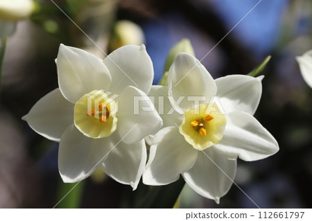 早春花園裡盛開的白色水仙花 早春花園裡盛開的白色水仙花 112661797