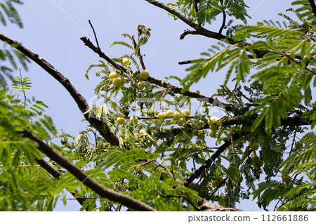 Phyllanthus emblica tree with fruits (Indian Gooseberry, Amla) Phyllanthus emblica tree with fruits (Indian Gooseberry, Amla) 112661886