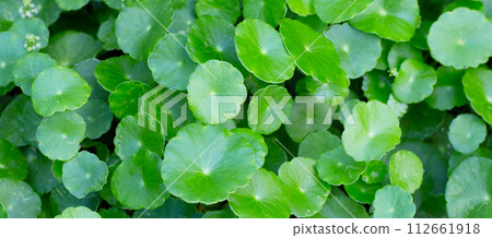 Gotu kola or centella asiatica. Green leaves of herb plant in the garden 112661918