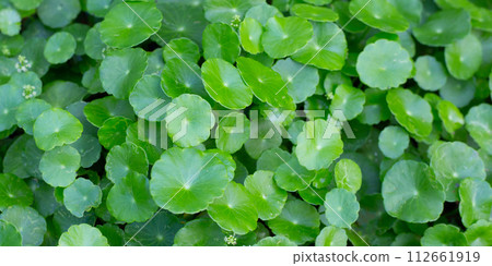 Centella asiatica (gotu kola). Fresh green leaves herb background. Centella asiatica (gotu kola). Fresh green leaves herb background. 112661919