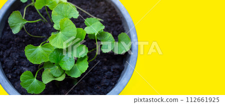 Gotu Kola Herb (Tiger's herb) in a pot Gotu Kola Herb (Tiger's herb) in a pot 112661925