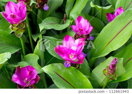 Pink flower of curcuma sessilis gage plant 112661943