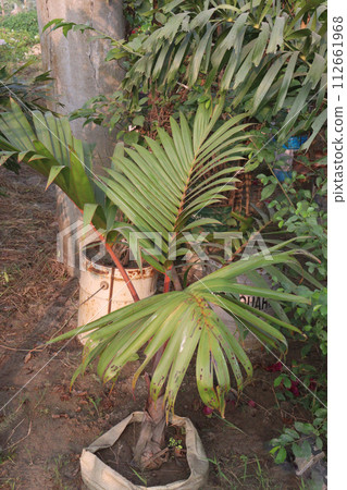 Cyrtostachys renda seedling on farm 112661968