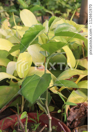 cissus rotundifolia leaf plant on farm 112661970