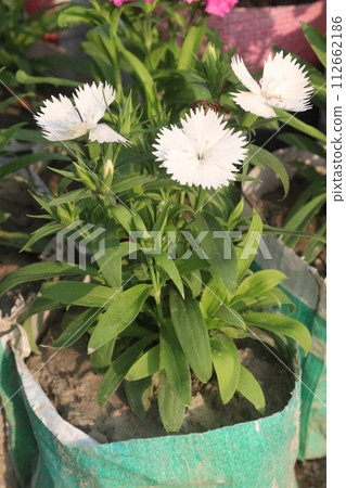 Dianthus flower plant on farm Dianthus flower plant on farm 112662186