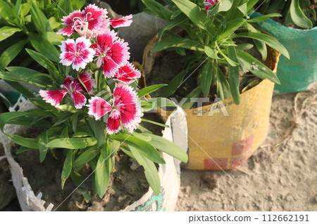 Dianthus flower plant on farm 112662191