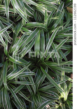 Chlorophytum comosum leaf plant on farm Chlorophytum comosum leaf plant on farm 112662199