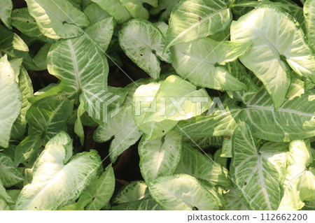 Arrowhead plants on farm for sell 112662200