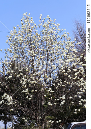 春天花園裡盛開的白色玉蘭花在藍天的映襯下閃閃發光 112662245