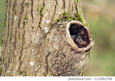Wood skin (bark) material 112662306