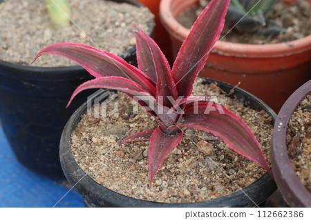 Cryptanthus leaf plant on farm Cryptanthus leaf plant on farm 112662386