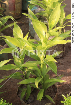 Lucky bamboo leaf plant on farm 112662388