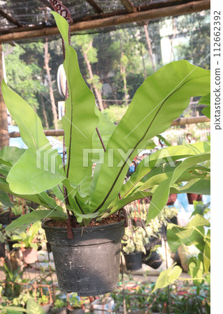 Bird's-nest fern leaf plant on farm Bird's-nest fern leaf plant on farm 112662392