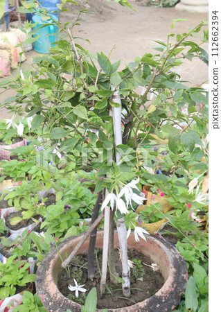 Angelwing jasmine flower plant on farm 112662394
