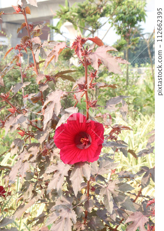 Cranberry hibiscus flower plant on farm 112662395