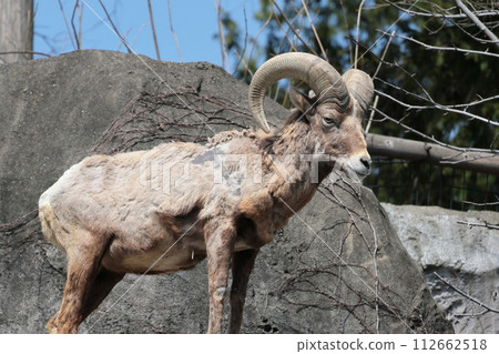 Okinawa sheep 112662518
