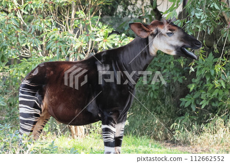 Okapi 112662552