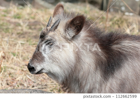 Japanese serow Japanese serow 112662599