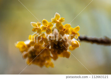 三俁花特寫 112663121