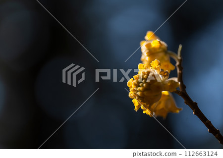 三俁花特寫 112663124