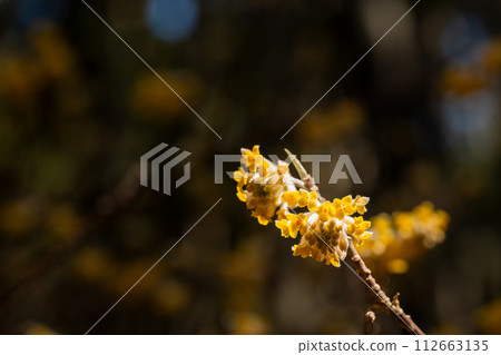 Mitsumata flower close-up Mitsumata flower close-up 112663135