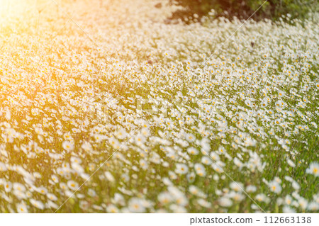 Daisy Chamomile background. Beautiful nature scene with blooming chamomilles in sun flare. Sunny day. Summer flowers. Daisy Chamomile background. Beautiful nature scene with blooming chamomilles in sun flare. Sunny day. Summer flowers. 112663138