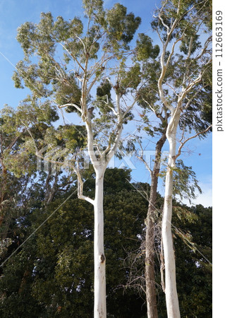 Eucalyptus citriodora 112663169
