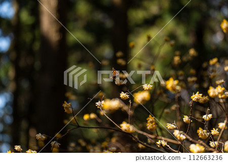 三俁花與蝴蝶 三俁花與蝴蝶 112663236