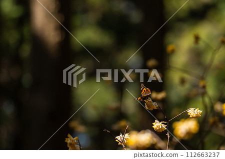 三俁花與蝴蝶 三俁花與蝴蝶 112663237