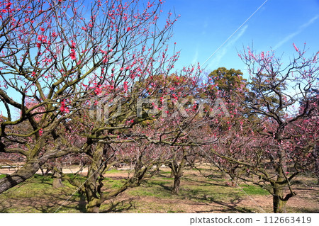[香川縣] 特別名勝栗林公園（梅樹） 112663419