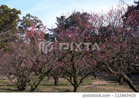 [香川縣] 特別名勝栗林公園（梅樹） 112663420