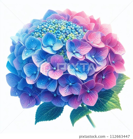 繡球花在雨中濕 繡球花在雨中濕 112663447