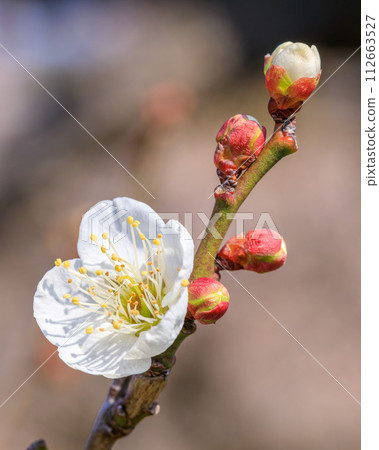 Osaka Castle Plum Grove Shirakaga Flowers and Buds February 14, 2024 Osaka Castle Plum Grove Shirakaga Flowers and Buds February 14, 2024 112663527