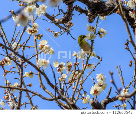Osaka Castle Plum Grove Plum and White-eye February 14, 2024 112663542
