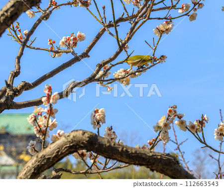 Osaka Castle Plum Grove Plum, white-eye and Osaka Castle tower February 14, 2024 112663543