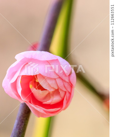 大阪城梅林夫婦梅垂 2024 年 2 月 14 日 112663551