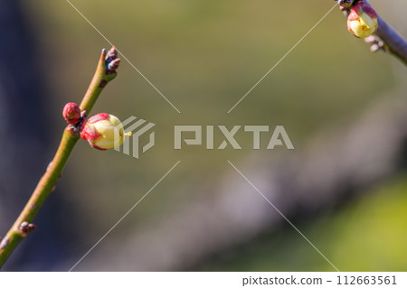 Osaka Castle Plum Grove Autumn plum bud February 12, 2024 Osaka Castle Plum Grove Autumn plum bud February 12, 2024 112663561
