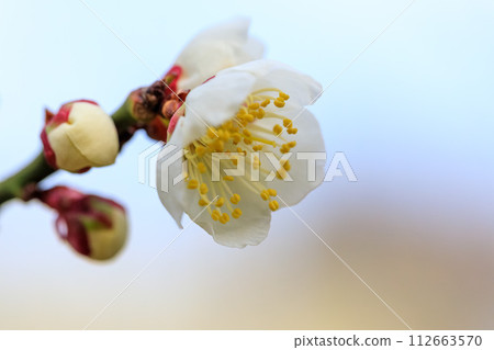 大阪城梅林南子花蕾 2024 年 2 月 9 日 112663570