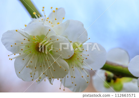 大阪城梅林單綠花萼 2024年2月9日 112663571