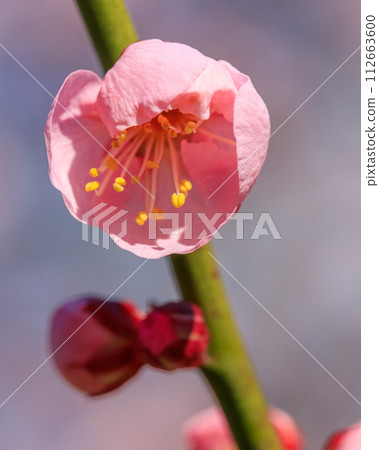 Osaka Castle Plum Grove Red Winter Solstice February 7, 2024 Osaka Castle Plum Grove Red Winter Solstice February 7, 2024 112663600