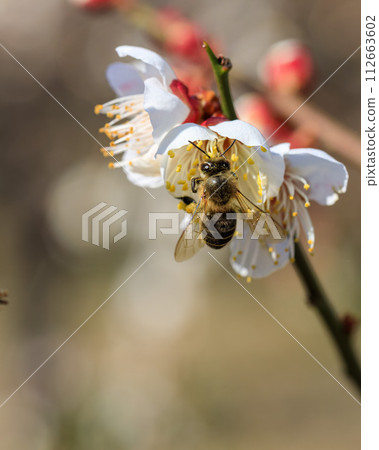 Osaka Castle Plum Grove Full Moon Weeping Flowers and Bees February 7, 2024 112663602